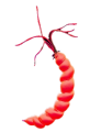 pylori